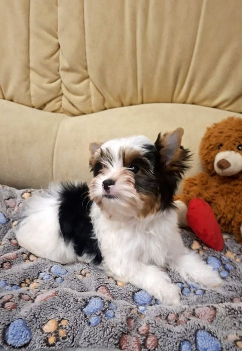 Щенок бивер йорк