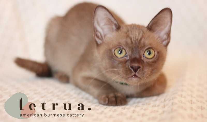 Шикарная малышка американской бурмы!