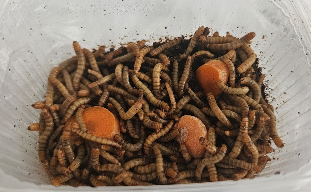 Larwy Mącznika Oddam