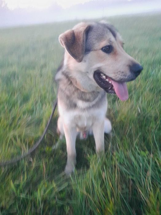 Oddam pieska bardzo ładnego mieszańca, stróżujący