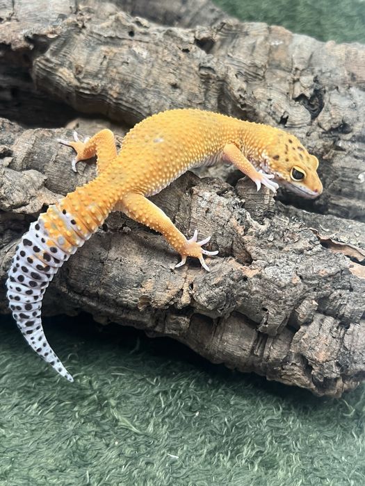 Gekon lamparci z terrarium