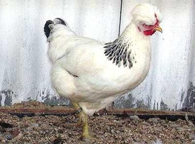 Инкубационное яйцо хохлатая(чубатыя) (Чехия)