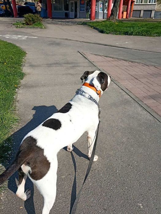 Мішаний стафф-пітбуль для в'язки