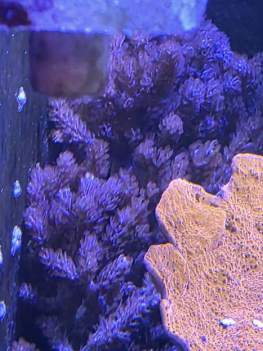Pack de Corais para Aquário Marinho – 5 Espécies (Zoanthus, Rhodactis Vermelho e escolha))