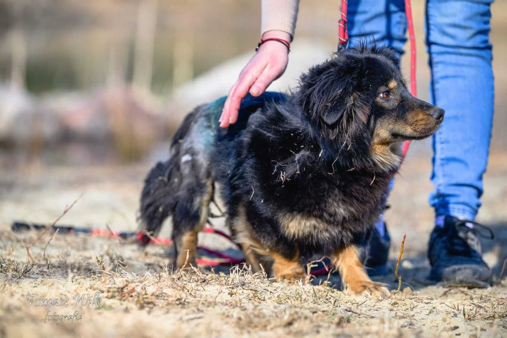 Kudłaty drobnej budowy dzielny pies prosi o dom