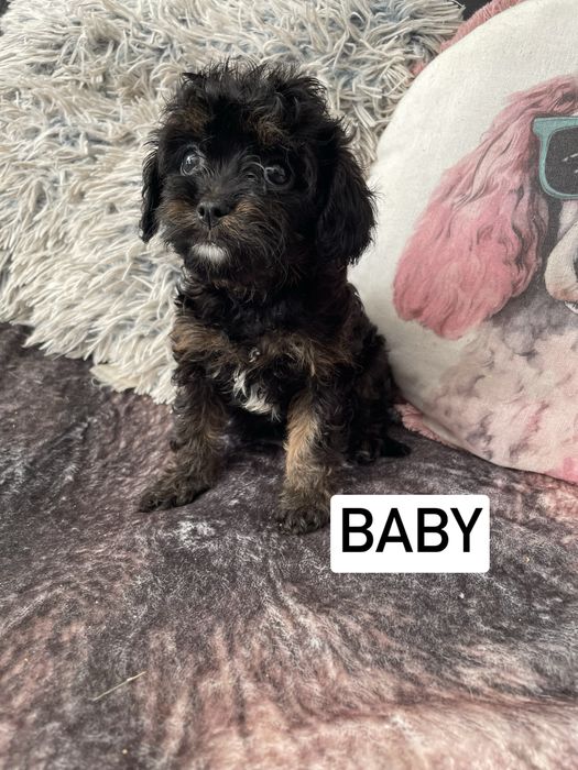 Cavapoo cavalier pudel miniaturowy