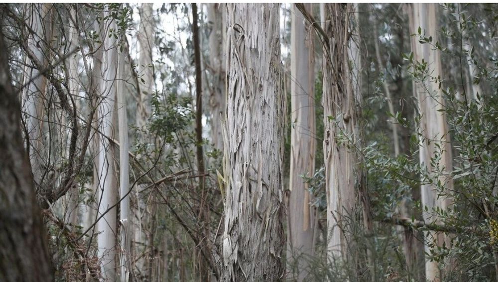 Eucaliptos, lanha, madeira.