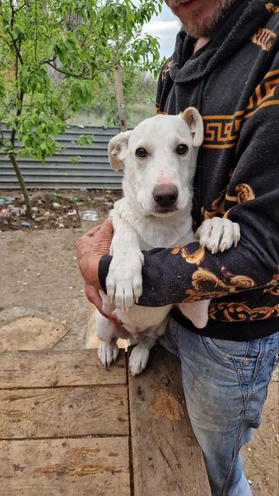 Шукає дім хлопчик 1 рік  Лорд