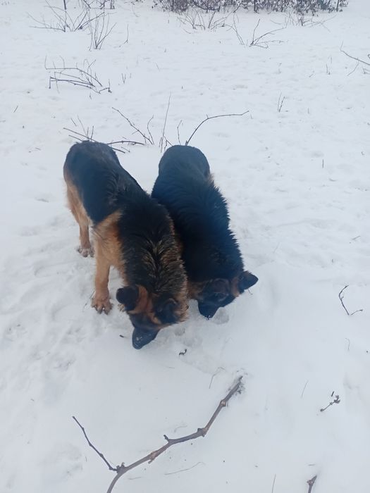 Німецька вівчарка