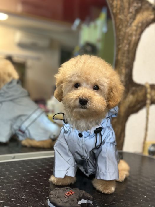 Той пудель мальчик подросток