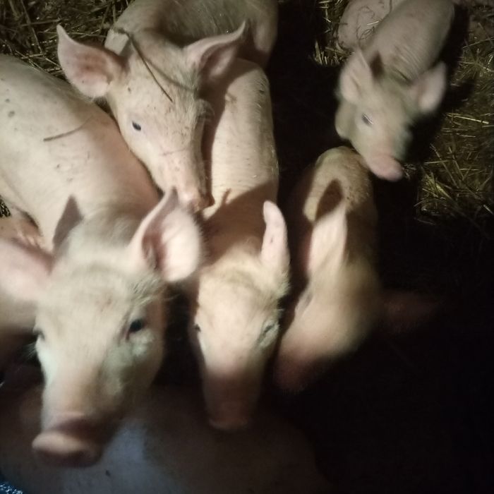 Продам, свиней всі деталі по телефону