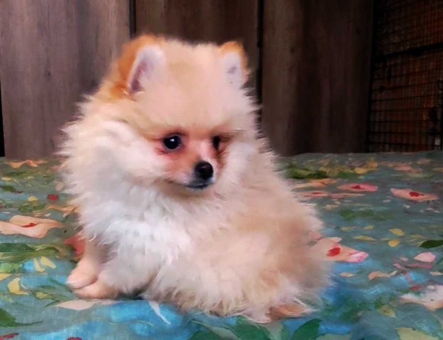 Szpic miniaturowy pomeranian - rodowód, wyprawka, paszport