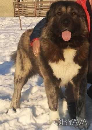 В*язка Кавказькі вівчарки (вовкодави) tsaro baron/regina otaman salam/