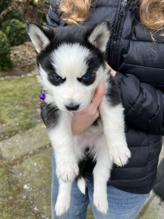 Szczeniaki Husky
