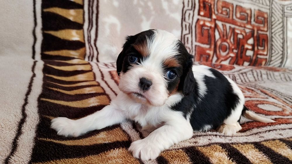 Cavalier King Charles spaniel
