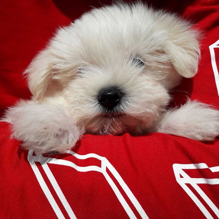 Мини малыш Мальтезочка )