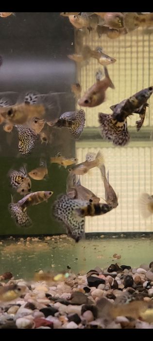 Gupik gupiki Blue Tiger King Cobra