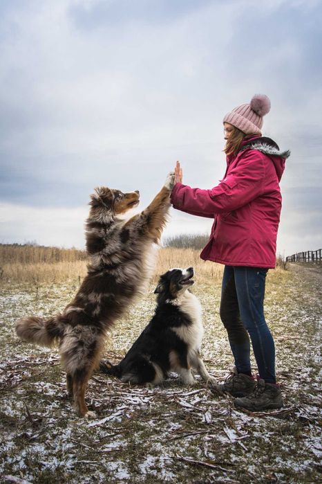 Konsultacje Behawioralne i Spacery Socjalizacyjne dla psów