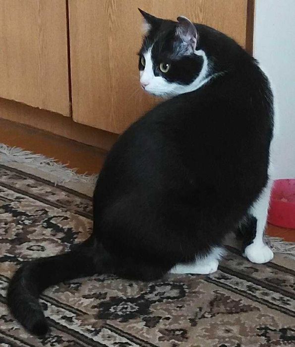 Do adopcji piękne kociaki