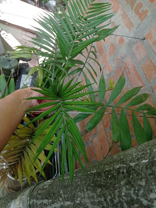 Пальма Хамедорея