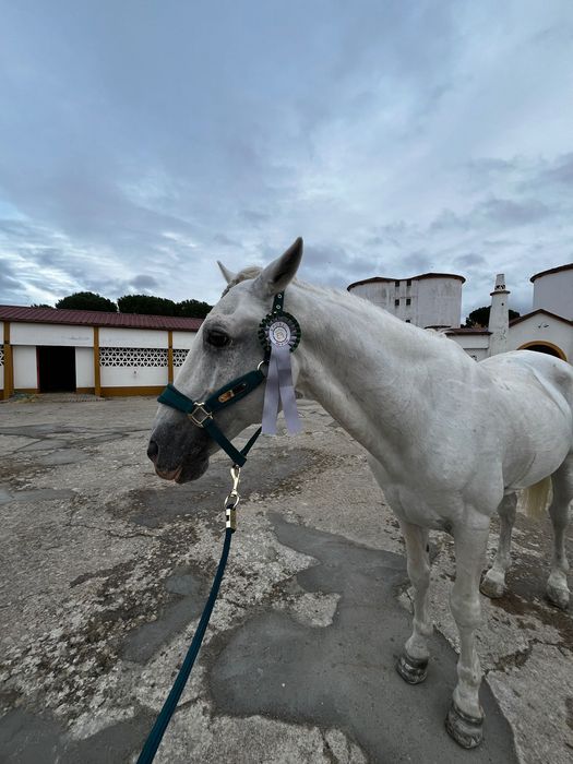 Cavalo PSL de obstáculos