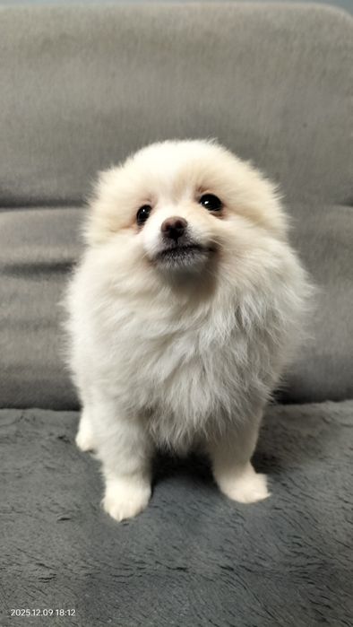 Szpic miniaturowy piesek REZERWACJA