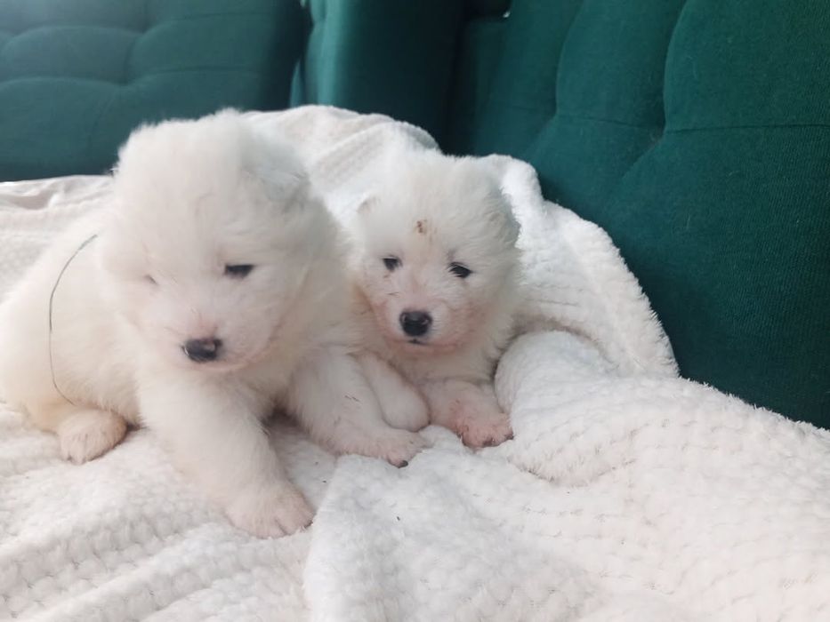 Szczenie samoyed