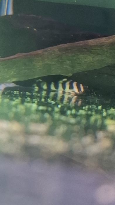 Peckoltia compta L-134 zbrojnik, glonojad