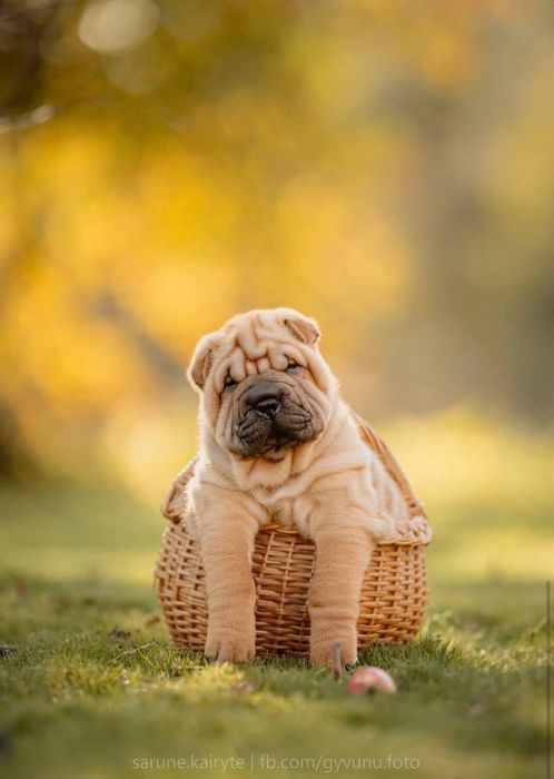 Шарпея щенки девочки