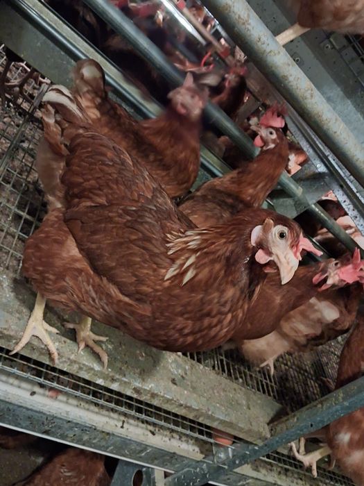 Kury nioski z jajkiem