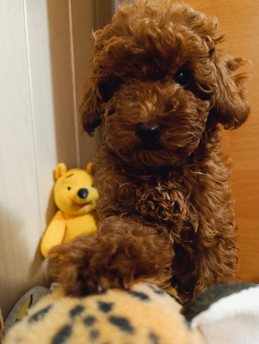 Той Пудель дівчинка Ред Браун