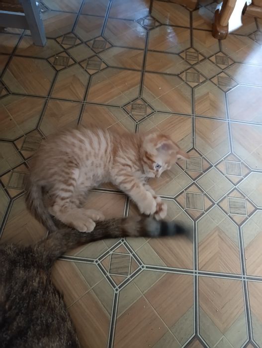 Віддам кошенят.хлопчик та дівчинка