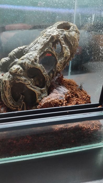Grupówka Monocentropus Balfouri