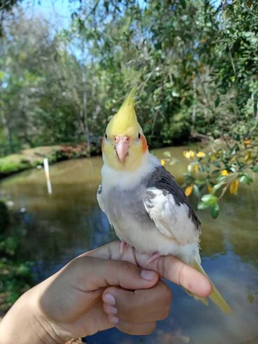 Vendo personatas domesticado