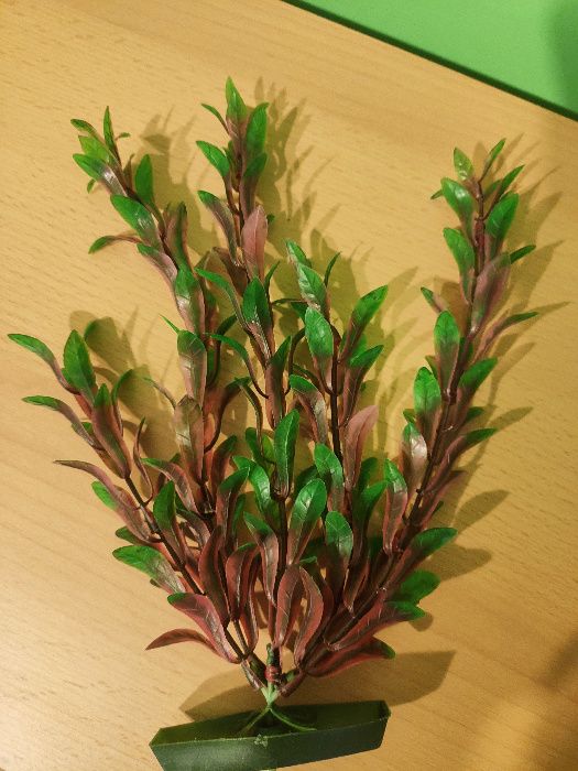 Roślinka do akwarium