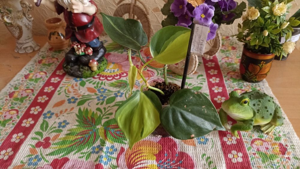 Филодендрон Сканденс Бразил