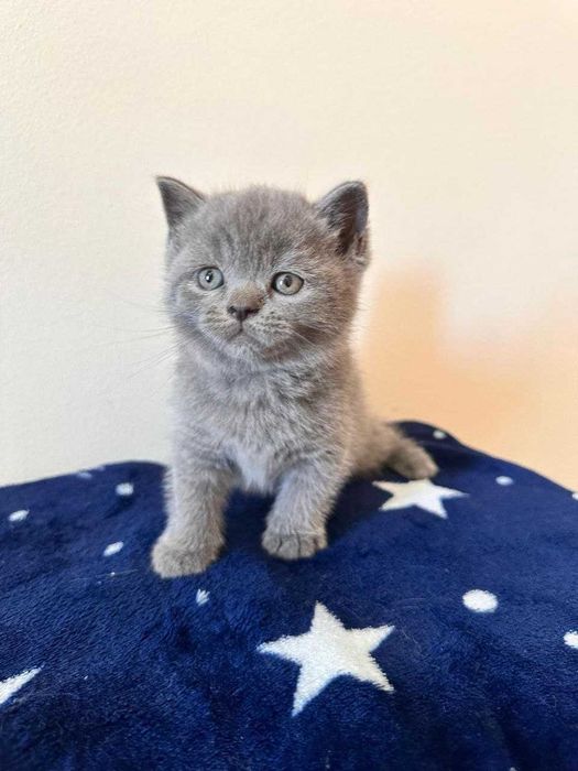 Gatinho disponível.