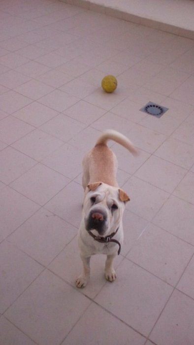 HOTEL Canino, Pet Sitting, Apoio domiciliário, para o seu amigo