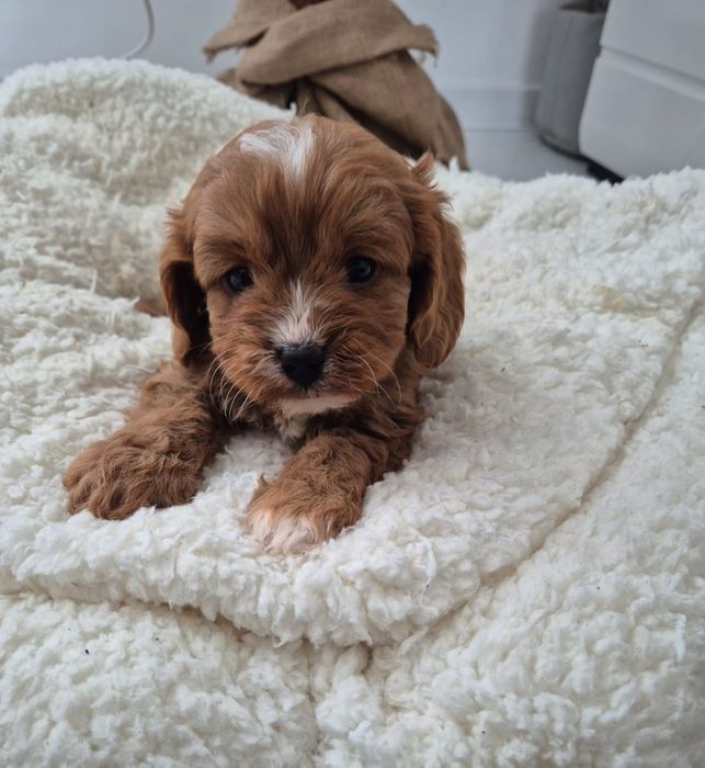Cavapoo F1 Cavalier - Pudel