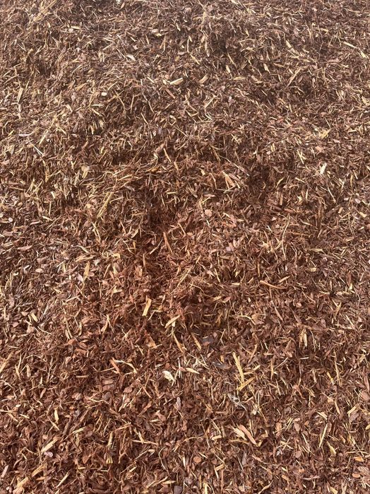 Pine Mulch Phloem