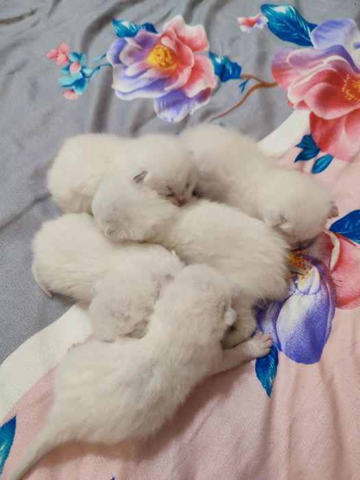 Шотландські кошенята