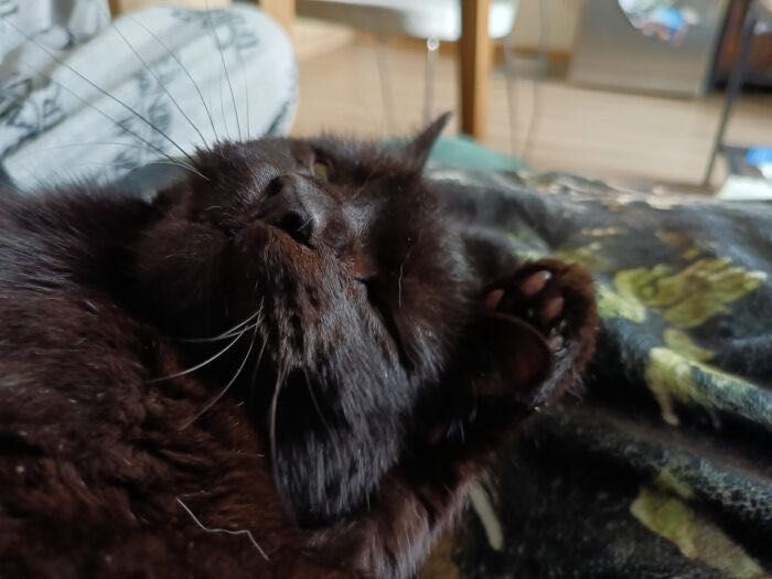 Kundera - kot, kotek, kocur do adopcji