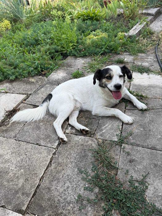 Песик Щеня Собака шукає сім'ю