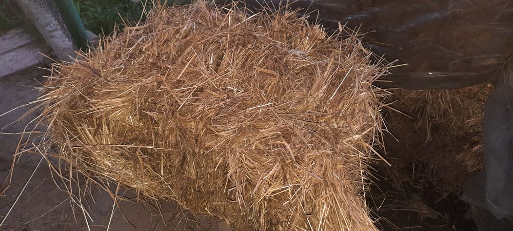 Сіно,' ⁸ у тюках 2025 року. 80 гр Приймаю замовлення на люцерню  .