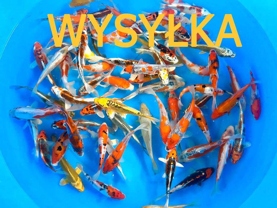 Karpie koi import 2026 Odolion