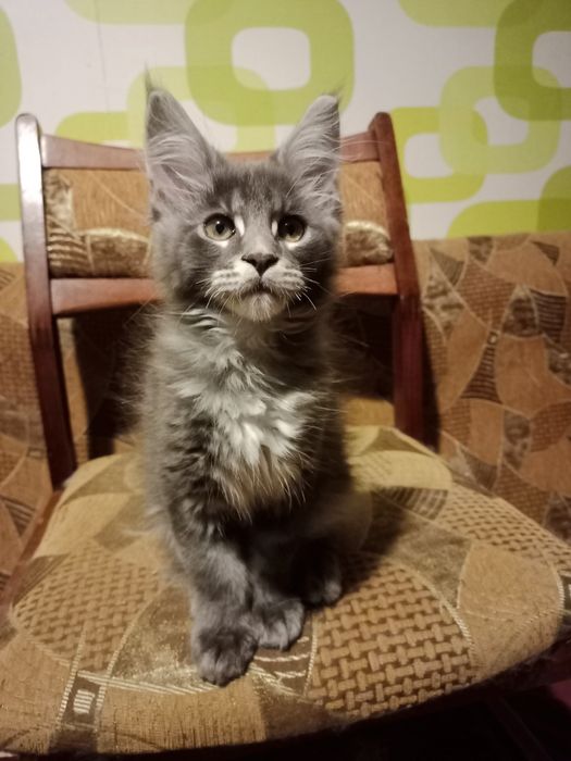 Породисті  кошенята мейн-кун