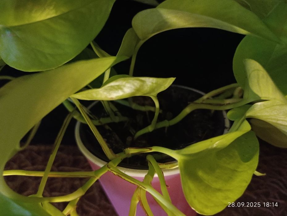 Епіпремнум Golden Pothos