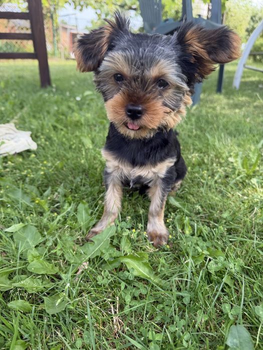York shire terrier minuaturka