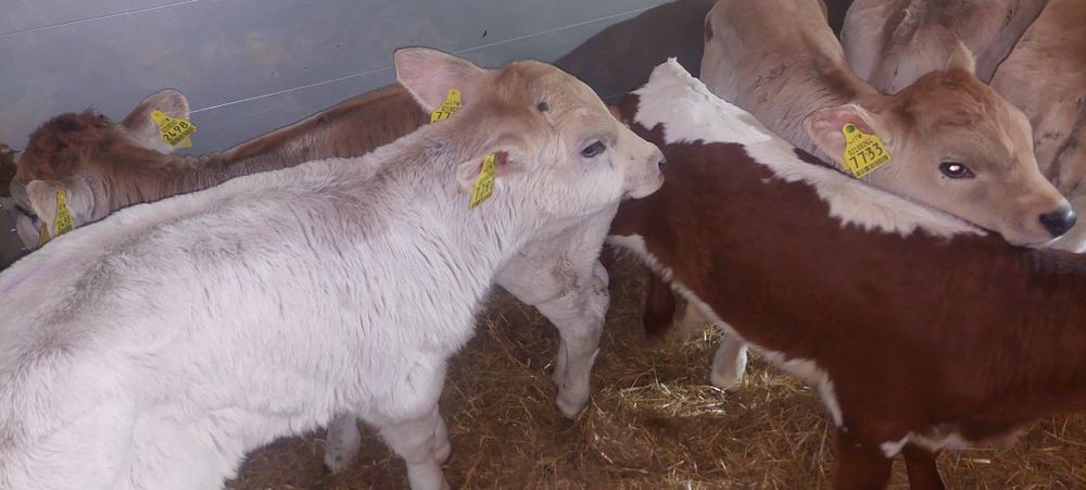 Byczki miesne cielaki Olszewo