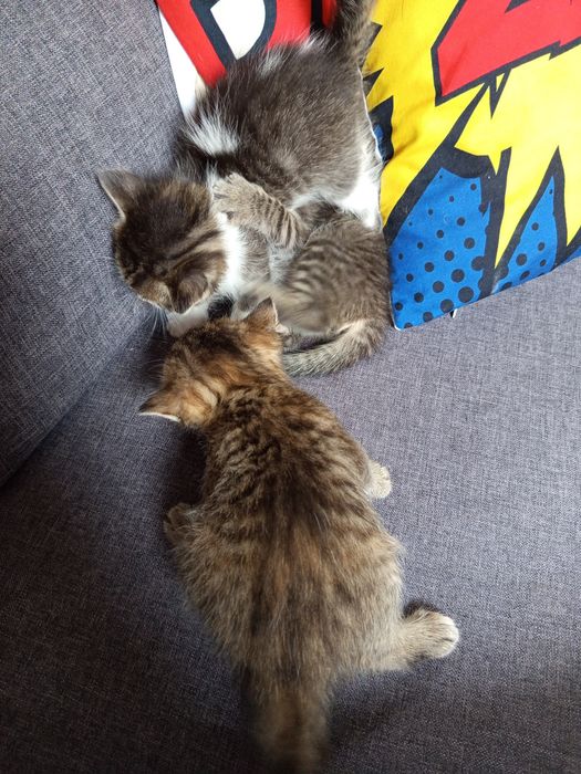 Piękne małe kotki do adopcji